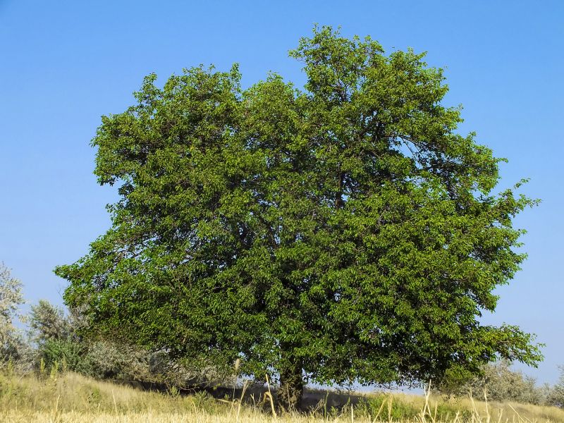 Tree Size and Maturity