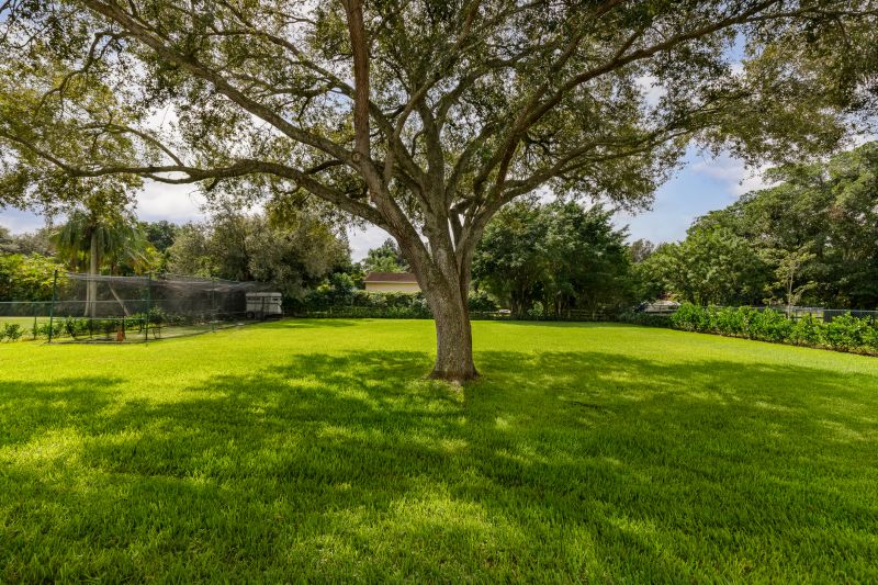 Magnolia Tree with Mature Foliage