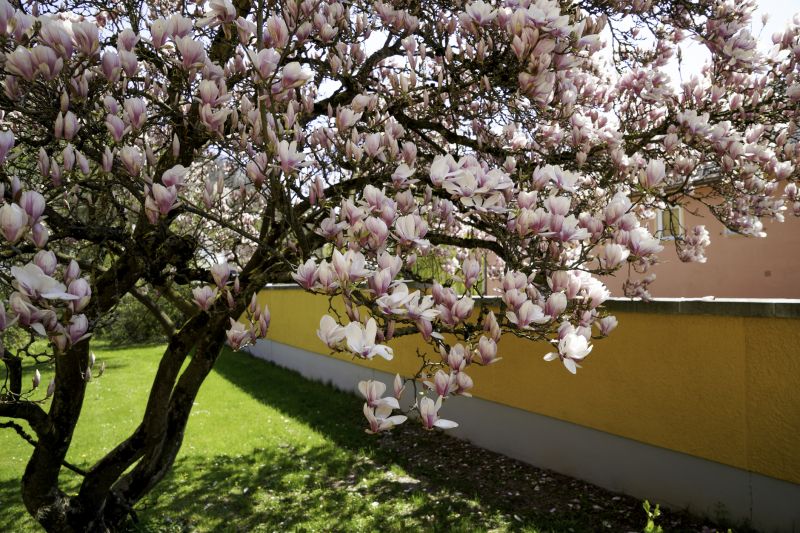 Products For Magnolia Tree Plantings in use